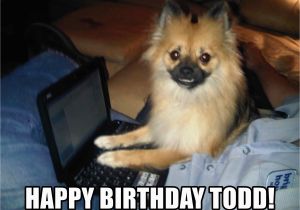 Pomeranian Birthday Meme Happy Birthday todd Pc Pomeranian Meme Generator