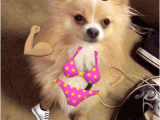 Pomeranian Birthday Meme Happy Dance Beach Gifs Find Share On Giphy