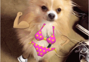Pomeranian Birthday Meme Happy Dance Beach Gifs Find Share On Giphy