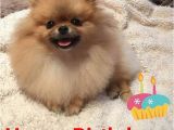 Pomeranian Birthday Meme Image Result for Happy Birthday Pomeranian Just Funny