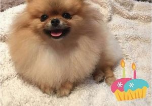 Pomeranian Birthday Meme Image Result for Happy Birthday Pomeranian Just Funny