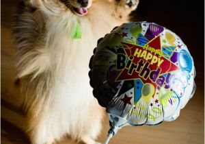 Pomeranian Birthday Meme My Cute Pomeranian Kosey Pets Pinterest Pomeranians