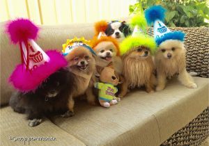 Pomeranian Birthday Meme Party Poms Pomeranian Birthday Animal Lover
