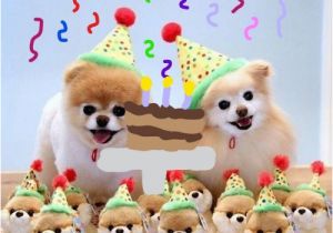 Pomeranian Birthday Meme sozdat Mem Quot S Dnyom Shpica S Dnyom Shpica Boo Birthday