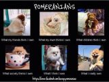 Pomeranian Birthday Meme the 25 Best Pomeranian Memes Ideas On Pinterest Cute