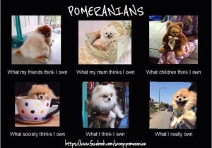 Pomeranian Birthday Meme the 25 Best Pomeranian Memes Ideas On Pinterest Cute