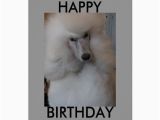 Poodle Birthday Cards Happy Birthday Poodle Card Zazzle Com