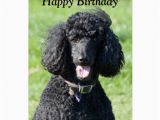 Poodle Birthday Cards Standard Poodle Dog Photo Happy Birthday Card Zazzle