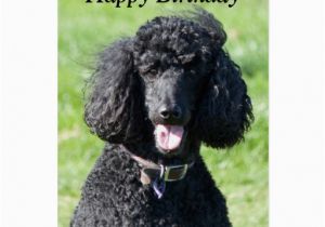 Poodle Birthday Cards Standard Poodle Dog Photo Happy Birthday Card Zazzle