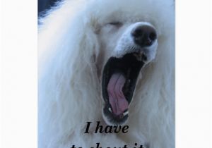 Poodle Birthday Cards Standard Poodle Happy Birthday Greeting Card Zazzle
