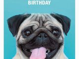 Pug Birthday Memes 25 Best Ideas About Happy Birthday Pug On Pinterest Pug