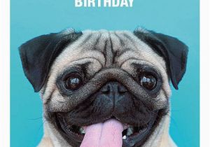 Pug Birthday Memes 25 Best Ideas About Happy Birthday Pug On Pinterest Pug