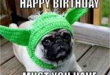 Pug Birthday Memes 50 Funny Birthday Memes Digital Mom Blog