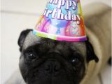 Pug Birthday Memes Best 25 Happy Birthday Pug Ideas On Pinterest