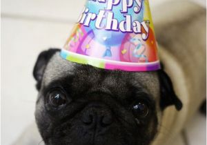 Pug Birthday Memes Best 25 Happy Birthday Pug Ideas On Pinterest