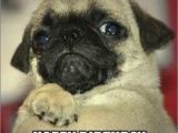 Pug Birthday Memes Best 25 Happy Birthday Pug Ideas On Pinterest Pug