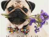 Pug Birthday Memes Best 25 Happy Birthday Pug Ideas On Pinterest Pug