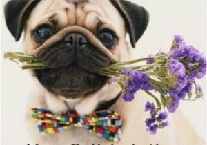 Pug Birthday Memes Best 25 Happy Birthday Pug Ideas On Pinterest Pug