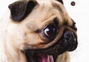 Pug Birthday Memes Best 25 Happy Birthday Pug Ideas On Pinterest Pug