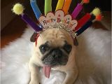 Pug Birthday Memes Birthday Pug Party Pugs Happy Birthday Animals Happy