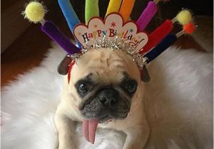 Pug Birthday Memes Birthday Pug Party Pugs Happy Birthday Animals Happy