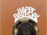 Pug Birthday Memes Categorised Birthday Messages for Quick Easy Selection