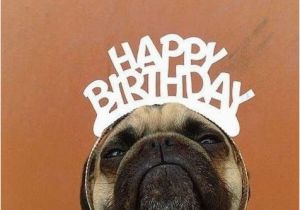 Pug Birthday Memes Categorised Birthday Messages for Quick Easy Selection