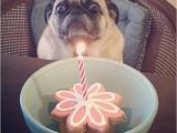 Pug Birthday Memes Happy Birthday From Birthday Pug Birthday Pug