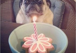Pug Birthday Memes Happy Birthday From Birthday Pug Birthday Pug