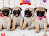Pug Birthday Memes Happy Birthday Sister Pug Meme Google Search Pugs