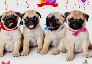 Pug Birthday Memes Happy Birthday Sister Pug Meme Google Search Pugs