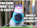 Pug Birthday Memes List Of Synonyms and Antonyms Of the Word Happy Birthday