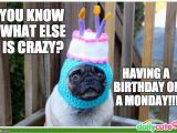 Pug Birthday Memes List Of Synonyms and Antonyms Of the Word Happy Birthday