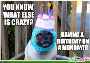 Pug Birthday Memes List Of Synonyms and Antonyms Of the Word Happy Birthday