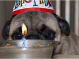 Pug Birthday Memes List Of Synonyms and Antonyms Of the Word Happy Birthday