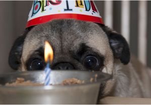 Pug Birthday Memes List Of Synonyms and Antonyms Of the Word Happy Birthday