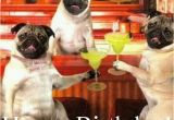 Pug Birthday Memes Pin by Fran On Happy Birthday Pinterest Happy Birthday