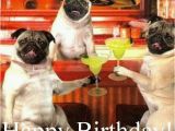 Pug Birthday Memes Pin by Fran On Happy Birthday Pinterest Happy Birthday