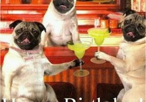 Pug Birthday Memes Pin by Fran On Happy Birthday Pinterest Happy Birthday