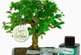 Quirky Birthday Gifts for Him Unusual Birthday Gift for Him Baby Bonsai