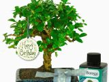 Quirky Birthday Gifts for Him Unusual Birthday Gift for Him Baby Bonsai