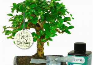 Quirky Birthday Gifts for Him Unusual Birthday Gift for Him Baby Bonsai