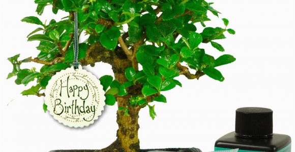 Quirky Birthday Gifts for Him Unusual Birthday Gift for Him Baby Bonsai