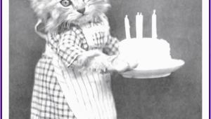 Really Funny Happy Birthday Memes Happy Birthday Memes with Funny Cats Dogs and Cute Animals