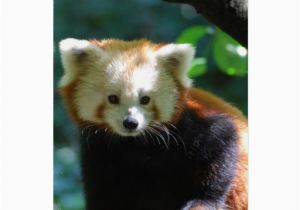 Red Panda Birthday Card Adorable Red Panda Greeting Card Zazzle