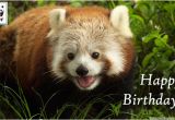 Red Panda Birthday Card Birthday Ecards From Wwf Free Birthday Ecards World