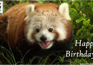 Red Panda Birthday Card Birthday Ecards From Wwf Free Birthday Ecards World