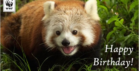 Red Panda Birthday Card Birthday Ecards From Wwf Free Birthday Ecards World