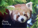 Red Panda Birthday Card Quot Red Panda Birthday Card Quot by Lorna Mulligan Redbubble