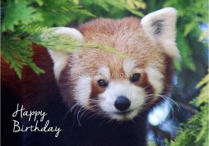 Red Panda Birthday Card Quot Red Panda Birthday Card Quot by Lorna Mulligan Redbubble